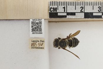 Media type: image;   Entomology 791066 Aspect: Labels